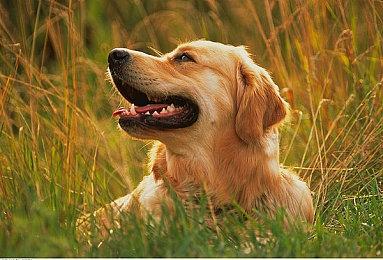 卧龙苍天陨落熊猫位置图大全，卧龙苍天陨落啮铁兽位置在哪？